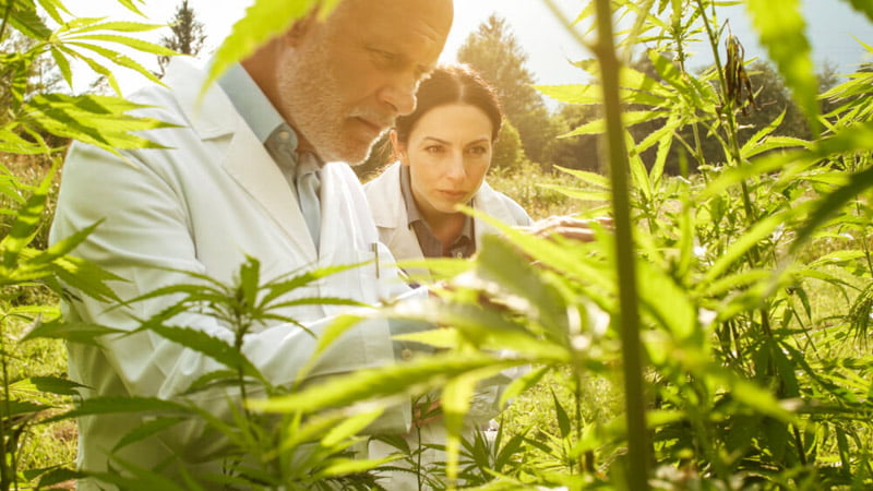 Two medical professional studying the side effects of hemp CBD
