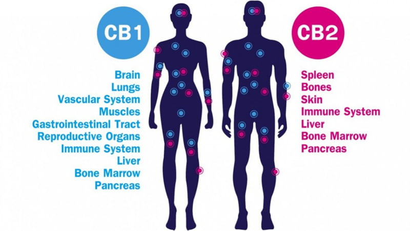 Illustration of the human endocannabinoid system CB1 and CB2
