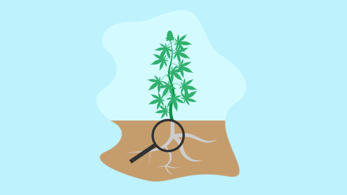 Illustration of a magnifying glass on the roots of a cannabis plant
