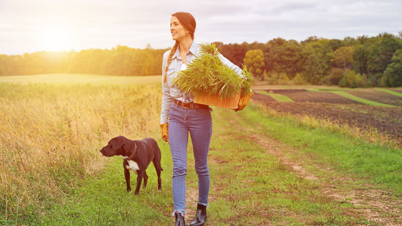 Une femme marchant avec son chien sur un champ de chanvre