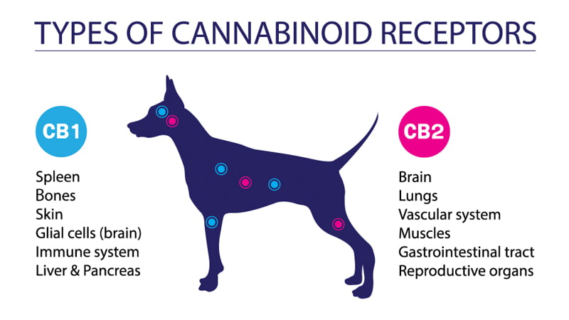 Illustration of cannabinoid receptors of dogs including CB1 and CB2