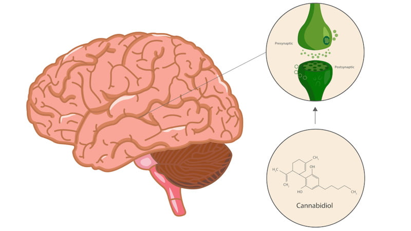 Illustration of how CBD improve brain and encocannabinoid system