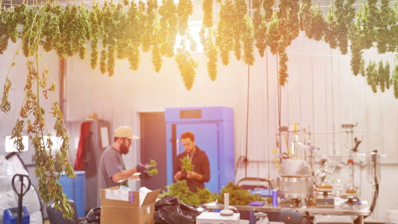 A group of men studying CBD oil in a hemp lab