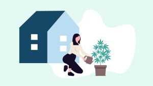 Illustration of a woman making her own CBD oil from a hemp plant