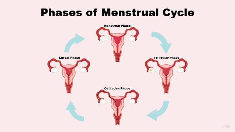 Menstrual cycle phases illustration