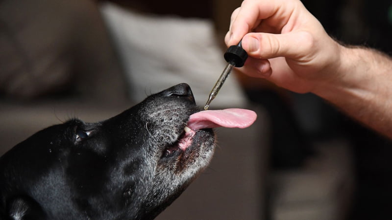 CBD Oil for Dogs – 5 Things You Should Know Before Giving It To Your Best  Friend - Modern Dog magazine