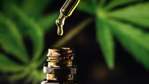 CBD oil in a droplet with marijuana plant