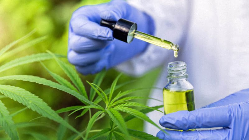 scientist holding CBD oil in blue gloves surrounded by hemp flowers