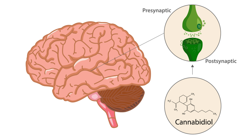 Illustration of Endocannabinoid works on the brain