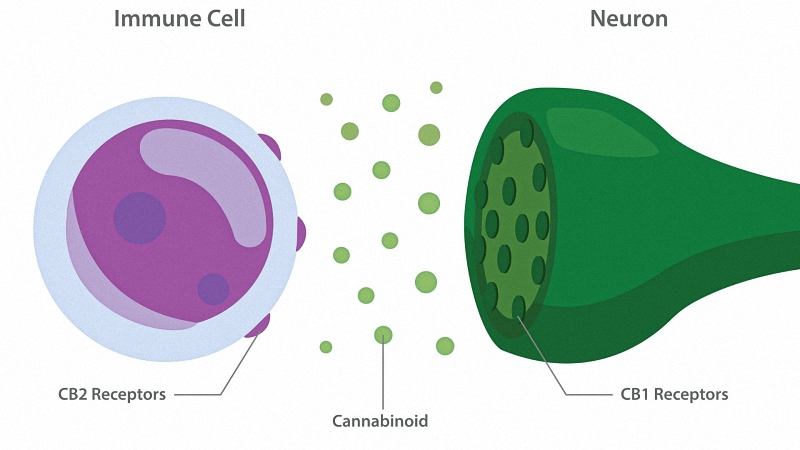 How CBD Works with Immune Cell