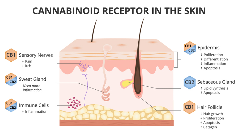 Illustration of Skin and CBD Receptor