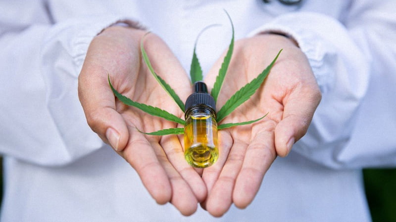 Doctor's Two Hands Holding CBD Oil with Hemp Leaf