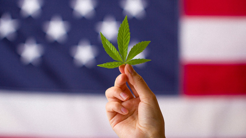 Hand Holding Hemp Leaf with the USA flag as background