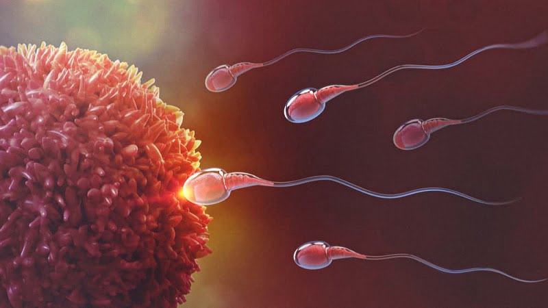 Sperm Cells Swim to the Egg Cell 