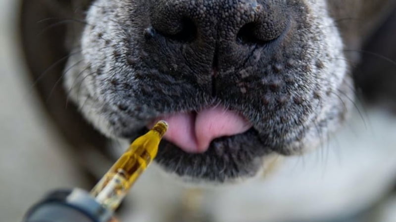 Dropper with CBD Oil Handed to Dog's Mouth