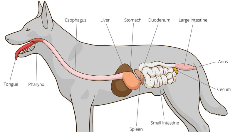 Illustration of the Dog Digestive System
