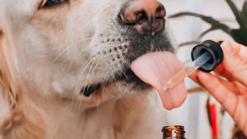 Dog Licking on CBD Oil Dropper