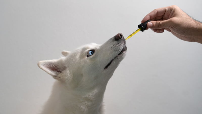 White Dog Smelling CBD Oil Dropper in White Background