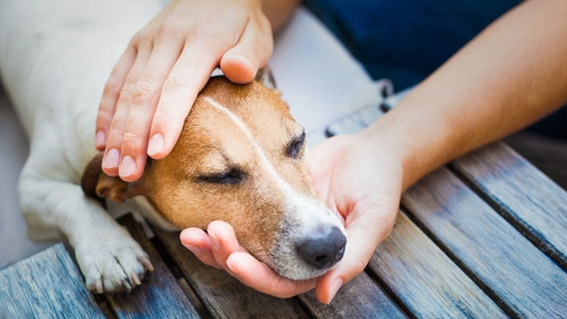 Dog Comforted by the Owner's Hand